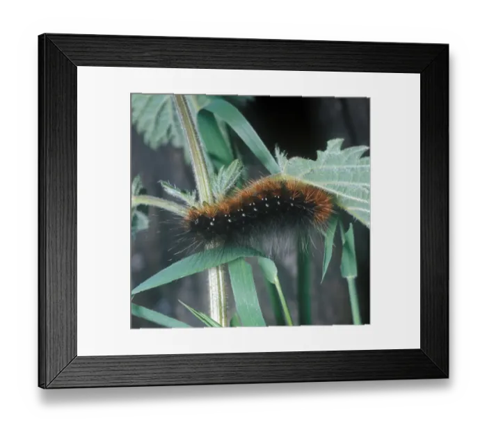Framed Print : Moth - Tiger Garden Larva (Arctia caja) on plant Framed Print : Moth - Tiger Garden Larva (Arctia caja) on plant