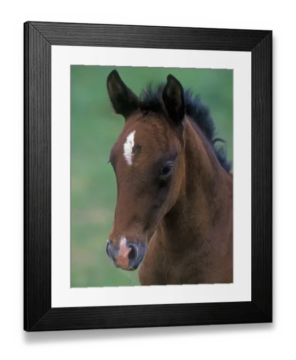 Framed Print : Horse, Lippizaner foal, close-up of head Framed Print : Horse, Lippizaner foal, close-up of head