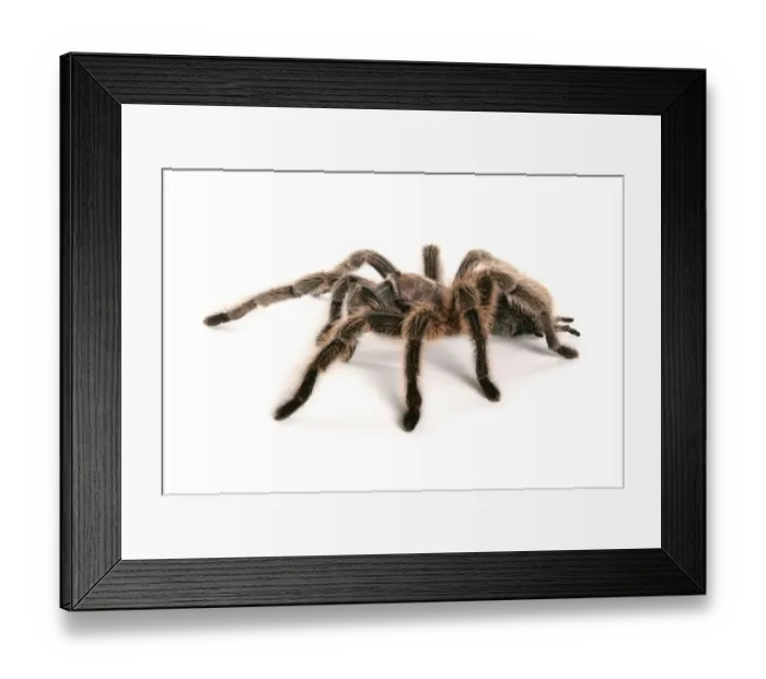 Framed Print : Chilean Rose Tarantula (Grammostola rosea) adult Framed Print : Chilean Rose Tarantula (Grammostola rosea) adult