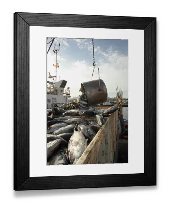 Framed Print : Tuna catch being unloaded on quayside, caught using pole and line fishing method, Pico Island, Azores, august Framed Print : Tuna catch being unloaded on quayside, caught using pole and line fishing method, Pico Island, Azores, august