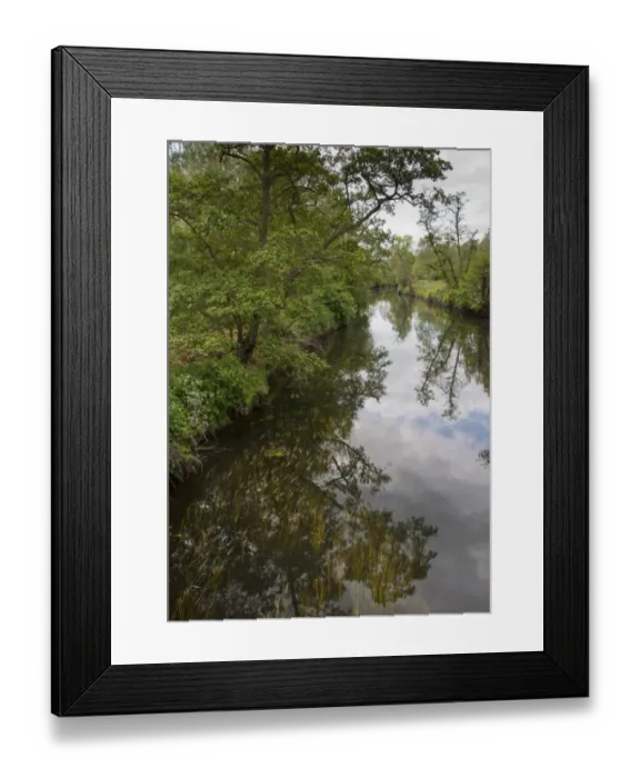 Framed Print : Trees growing on riverbank, River Avon, Stoneleigh, Warwickshire, England, may Framed Print : Trees growing on riverbank, River Avon, Stoneleigh, Warwickshire, England, may