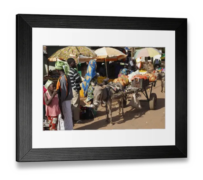 Framed Print : Donkey, adult, pulling cart in market, Gambia, january Framed Print : Donkey, adult, pulling cart in market, Gambia, january