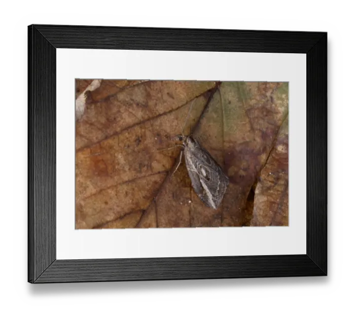 Framed Print : The Streak (Chesias legatella) adult, resting on dead leaf, Norfolk, England, october Framed Print : The Streak (Chesias legatella) adult, resting on dead leaf, Norfolk, England, october