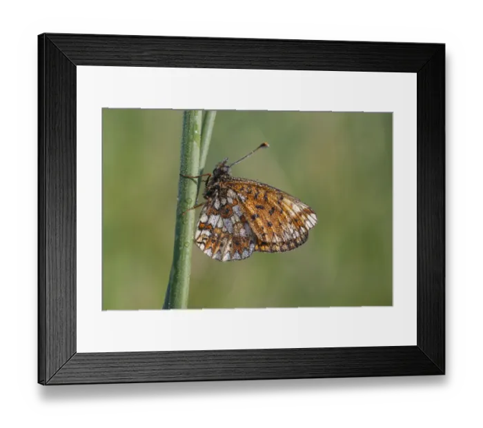Framed Print : Small Pearl-bordered Fritillary (Boloria selene) adult, underside, roosting at dawn, covered in dew, Powys, Wales, june Framed Print : Small Pearl-bordered Fritillary (Boloria selene) adult, underside, roosting at dawn, covered in dew, Powys, Wales, june