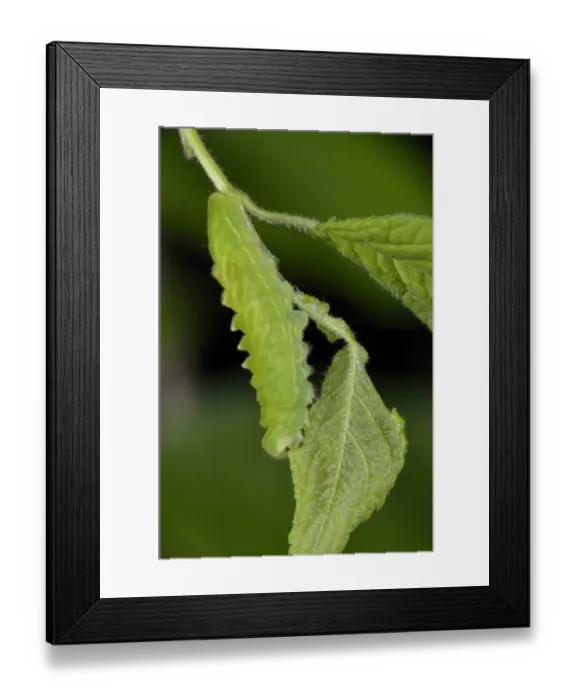 Framed Print : Black Hairstreak (Satyrium pruni) fully grown larva, feeding on blackthorn leaf, England