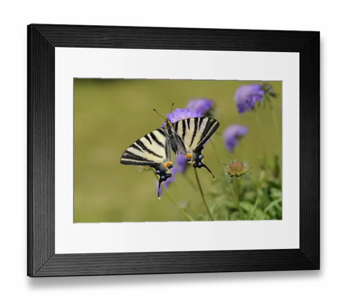 Framed Print : Scarce Swallowtail (Iphiclides podalirius) adult, resting on scabious flower Framed Print : Scarce Swallowtail (Iphiclides podalirius) adult, resting on scabious flower