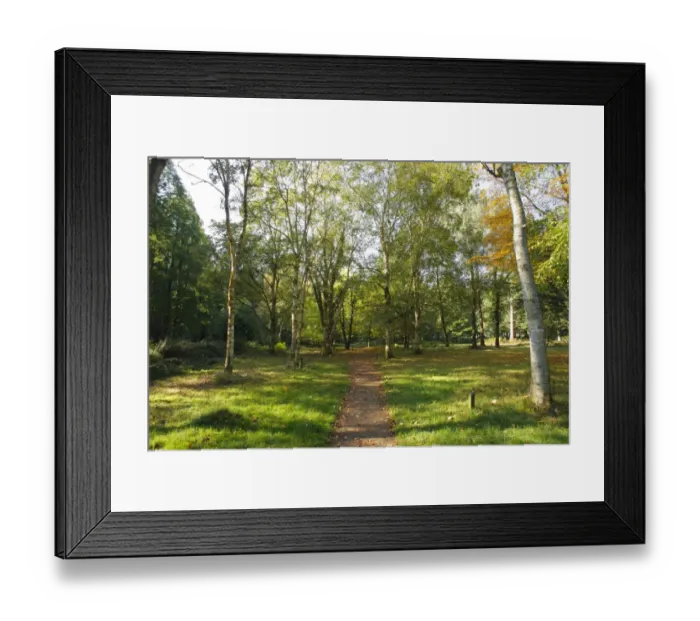 Framed Print : Path through arboretum, Cyril Hart Arboretum, Forest of Dean, Gloucestershire, England, september