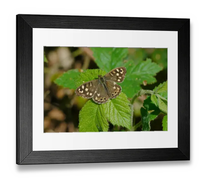 Framed Print : Speckled Wood (Parage aegeria) adult, resting on leaf, West Sussex, England, april Framed Print : Speckled Wood (Parage aegeria) adult, resting on leaf, West Sussex, England, april