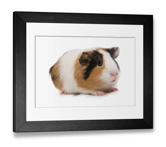 Framed Print : Domestic Guinea Pig (Cavia porcellus) tricolour baby, standing