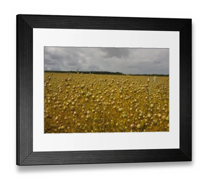 Framed Print : Flax (Linum usitatissimum) crop, ripe seedpods in field ready for harvest, Northbourne, Kent, England, july Framed Print : Flax (Linum usitatissimum) crop, ripe seedpods in field ready for harvest, Northbourne, Kent, England, july