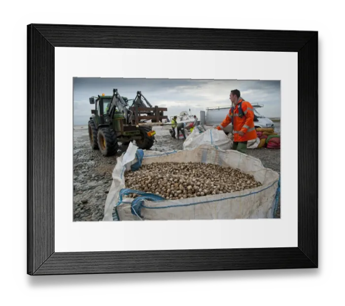Framed Print : Licensed cockle pickers unloading and weighing cockles after picking from cockle beds, Foulnaze Bank Framed Print : Licensed cockle pickers unloading and weighing cockles after picking from cockle beds, Foulnaze Bank