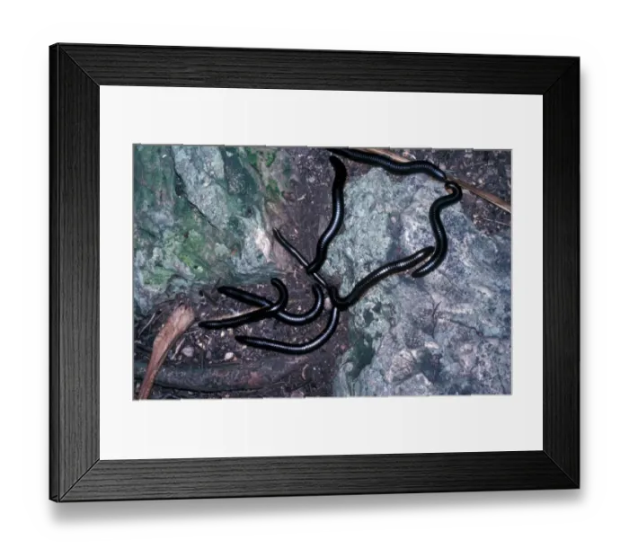 Framed Print : Giant Millipede (Scaphiostreptus madcassus) Cousin Island, Seychelles Framed Print : Giant Millipede (Scaphiostreptus madcassus) Cousin Island, Seychelles