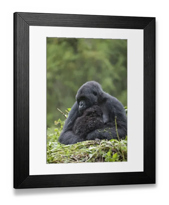 Framed Print : Mountain Gorilla (Gorilla beringei beringei) adult female with young, sitting on nest during rainfall, Volcanoes N. P Framed Print : Mountain Gorilla (Gorilla beringei beringei) adult female with young, sitting on nest during rainfall, Volcanoes N. P