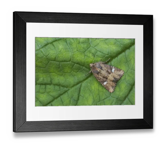 Framed Print : Common Rustic (Mesapamea secalis) adult, resting on leaf, Essex, England Framed Print : Common Rustic (Mesapamea secalis) adult, resting on leaf, Essex, England