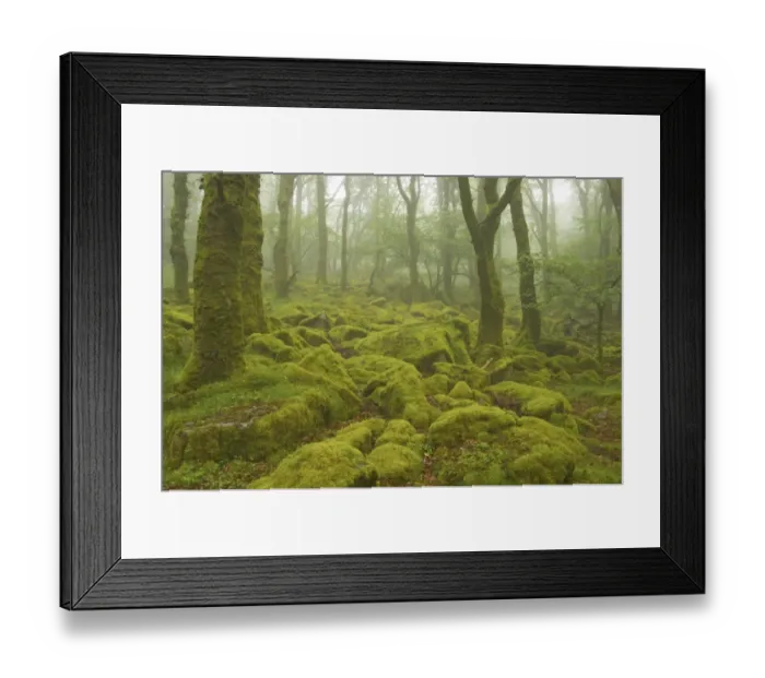 Framed Print : Moss covered boulders in misty oak woodland, Barrator Reservoir, Dartmoor N. P. Devon, England Framed Print : Moss covered boulders in misty oak woodland, Barrator Reservoir, Dartmoor N. P. Devon, England