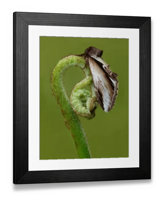 Framed Print : Lesser Swallow Prominent (Pheosia gnoma) adult, resting on unfurled fern frond, Leicestershire, England, may Framed Print : Lesser Swallow Prominent (Pheosia gnoma) adult, resting on unfurled fern frond, Leicestershire, England, may