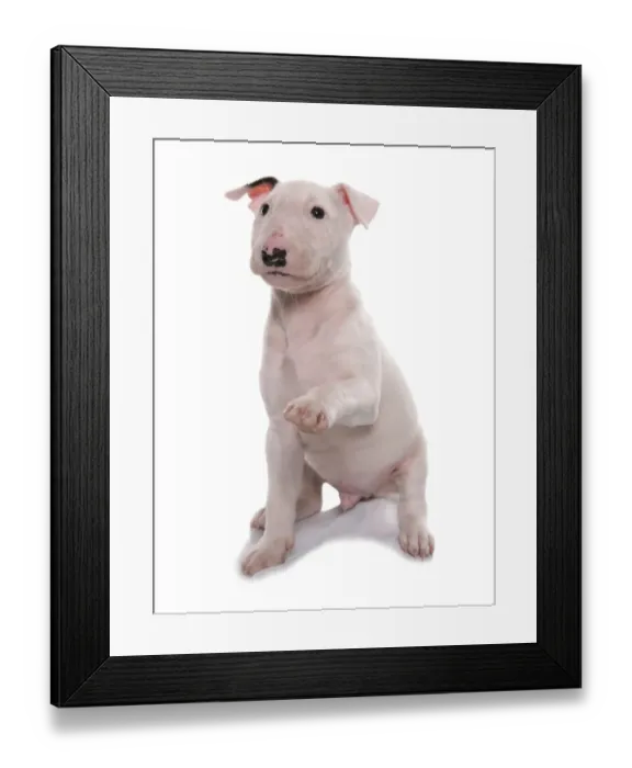 Framed Print : Domestic Dog, Bull Terrier, puppy, eight-weeks old, sitting, with front paw raised Framed Print : Domestic Dog, Bull Terrier, puppy, eight-weeks old, sitting, with front paw raised
