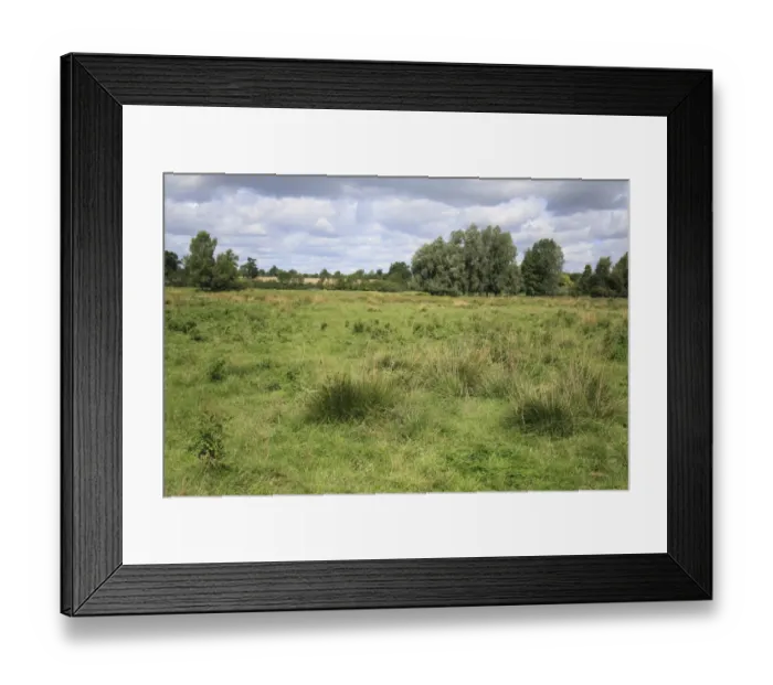 Framed Print : View of rushes growing in unimproved wet grazing meadow habitat, River Dove, Thornham Magna, Suffolk, England, august