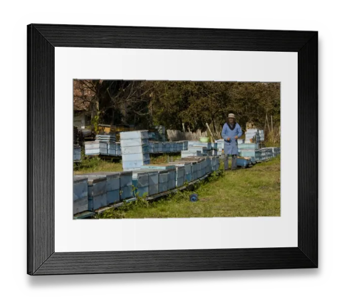Framed Print : Bee keeping, beekeeper amongst hives in old Saxon village, Mesendorf, Transylvania, Romania, october Framed Print : Bee keeping, beekeeper amongst hives in old Saxon village, Mesendorf, Transylvania, Romania, october