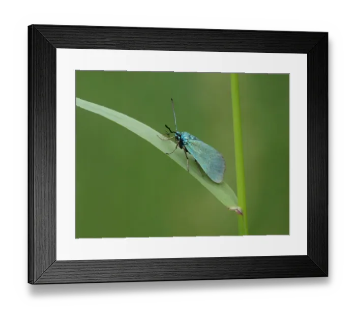 Framed Print : Common Forester (Adscita statices) adult male, resting on grass leaf with parasitic wasp, Leicestershire, England, june Framed Print : Common Forester (Adscita statices) adult male, resting on grass leaf with parasitic wasp, Leicestershire, England, june