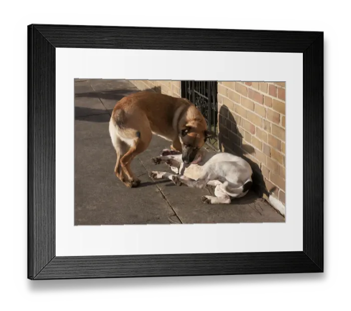 Framed Print : Domestic Dog, Old Tyme Bulldog and German Shepherd cross, two adult males, dominance interaction