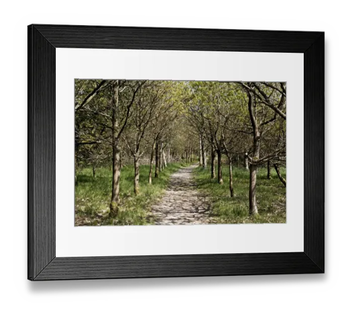 Framed Print : Pathway through woodland habitat, Coombes Valley RSPB Reserve, Staffordshire, England, april Framed Print : Pathway through woodland habitat, Coombes Valley RSPB Reserve, Staffordshire, England, april