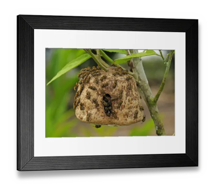 Framed Print : Communal Wasp (Vespidae sp. ) adults, walking on nest surface, nest hanging on bush, Yasuni N. P. Amazon, Ecuador