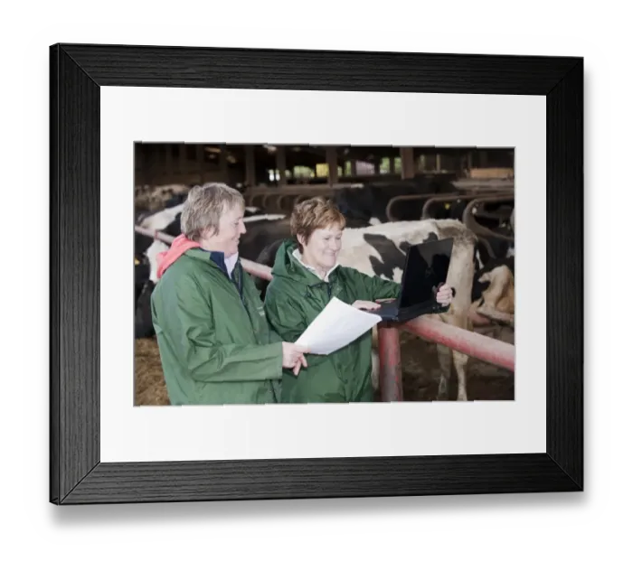 Framed Print : Dairy farming, two women from National Milk Records looking at laptop computer in cow shed, England, may Framed Print : Dairy farming, two women from National Milk Records looking at laptop computer in cow shed, England, may