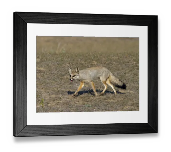 Framed Print : Bengal Fox (Vulpes bengalensis) adult, running on grassy steppe, Northern India, january Framed Print : Bengal Fox (Vulpes bengalensis) adult, running on grassy steppe, Northern India, january