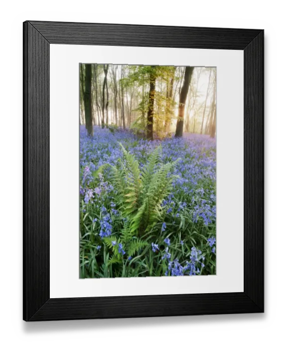 Framed Print : Bracken (Pteridium aquilinum) fronds, growing amongst Bluebell (Endymion non-scriptus) flowering mass Framed Print : Bracken (Pteridium aquilinum) fronds, growing amongst Bluebell (Endymion non-scriptus) flowering mass