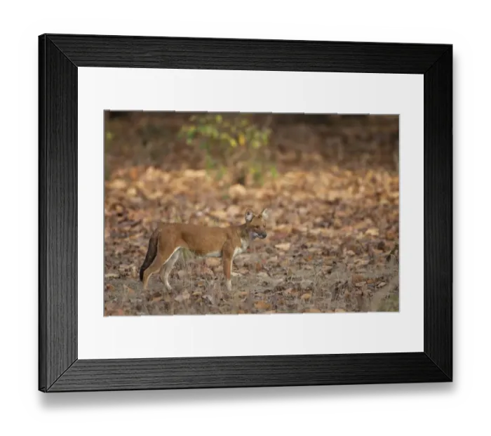 Framed Print : Dhole (Cuon alpinus) adult, standing in forest, Kanha N. P. Madhya Pradesh, India Framed Print : Dhole (Cuon alpinus) adult, standing in forest, Kanha N. P. Madhya Pradesh, India