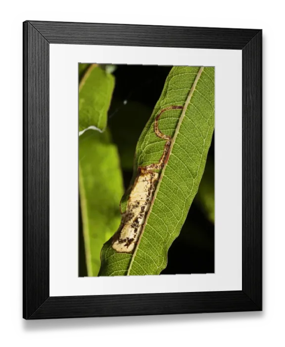 Framed Print : Leaf-miner Moth (Mompha raschkiella) larvae feeding tunnels in Rosebay Willowherb (Epilobium angustifolium) leaf Framed Print : Leaf-miner Moth (Mompha raschkiella) larvae feeding tunnels in Rosebay Willowherb (Epilobium angustifolium) leaf