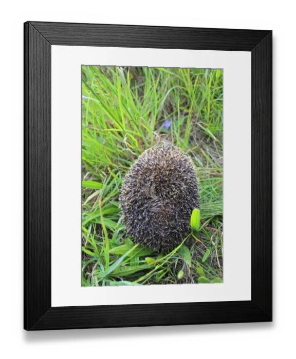 Framed Print : European Hedgehog (Erinaceus europaeus) adult, curled up in defensive ball Framed Print : European Hedgehog (Erinaceus europaeus) adult, curled up in defensive ball
