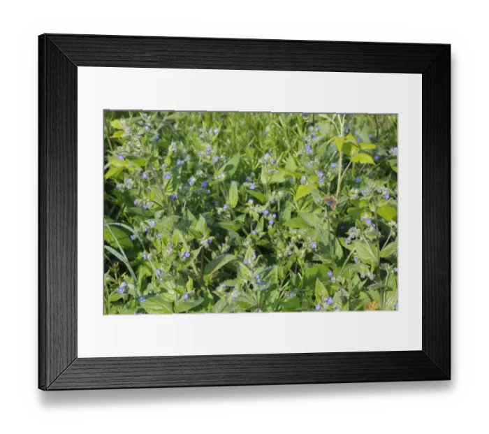 Framed Print : Brown Argus (Aricia agestis) adult, feeding on Green Alkanet (Pentaglottis sempervirens) flowers, Brittany, France, may Framed Print : Brown Argus (Aricia agestis) adult, feeding on Green Alkanet (Pentaglottis sempervirens) flowers, Brittany, France, may