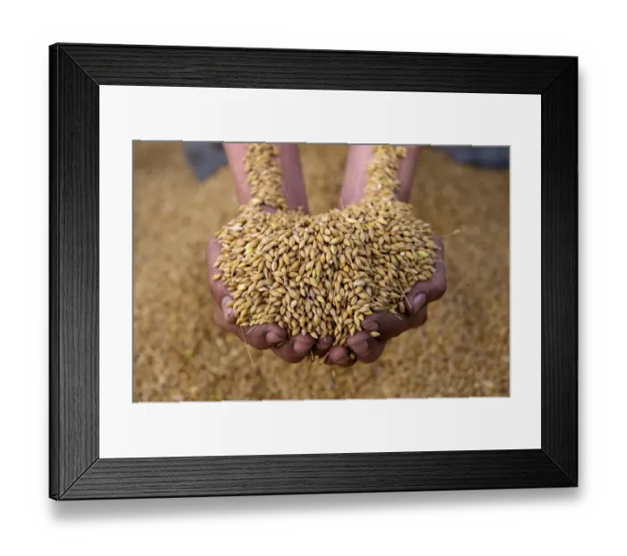 Framed Print : Barley (Hordeum vulgare) crop, farmer holding handful of harvested seed, England, july Framed Print : Barley (Hordeum vulgare) crop, farmer holding handful of harvested seed, England, july