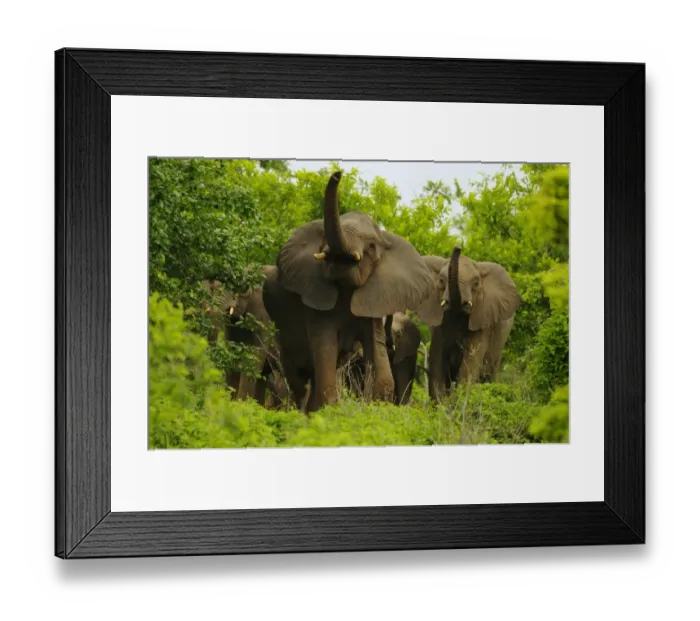 Framed Print : African Elephant (Loxodonta africana) adult females with calves, herd scenting air with trunks, standing in bush Framed Print : African Elephant (Loxodonta africana) adult females with calves, herd scenting air with trunks, standing in bush