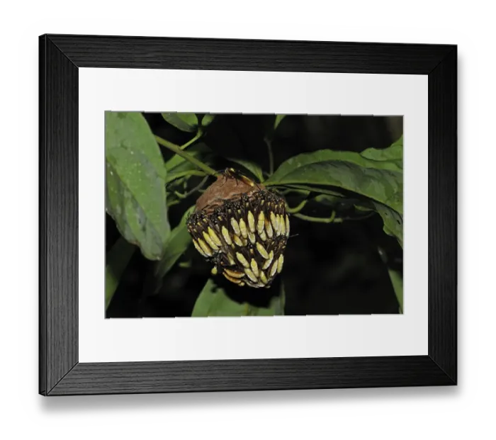 Framed Print : Communal Paper Wasp (Apoica sp. ) adults, covering outside of hanging nest, Yasuni N. P. Amazon, Ecuador Framed Print : Communal Paper Wasp (Apoica sp. ) adults, covering outside of hanging nest, Yasuni N. P. Amazon, Ecuador