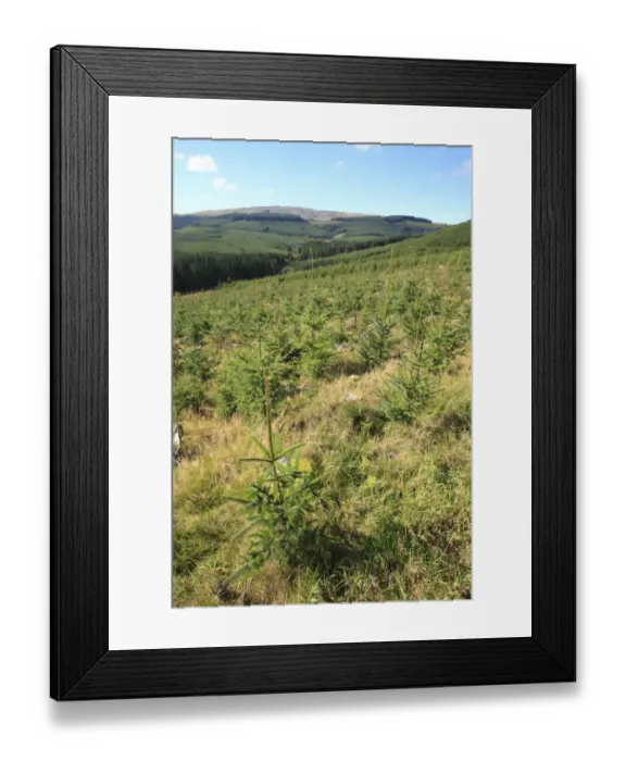 Framed Print : Mixed-age Sitka Spruce (Picea sitchensis) plantation, Hafren Forest, Powys, Wales, october Framed Print : Mixed-age Sitka Spruce (Picea sitchensis) plantation, Hafren Forest, Powys, Wales, october