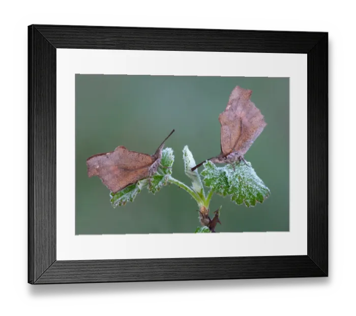 Framed Print : Nettle-tree Butterfly (Libythea celtis) two adults, roosting on bramble leaves with early morning frost, Peloponesos Framed Print : Nettle-tree Butterfly (Libythea celtis) two adults, roosting on bramble leaves with early morning frost, Peloponesos