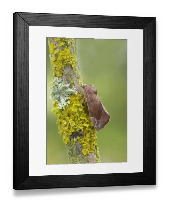 Framed Print : Lunar-spotted Pinion (Cosmia pyralina) adult, resting on lichen covered twig, Essex, England Framed Print : Lunar-spotted Pinion (Cosmia pyralina) adult, resting on lichen covered twig, Essex, England