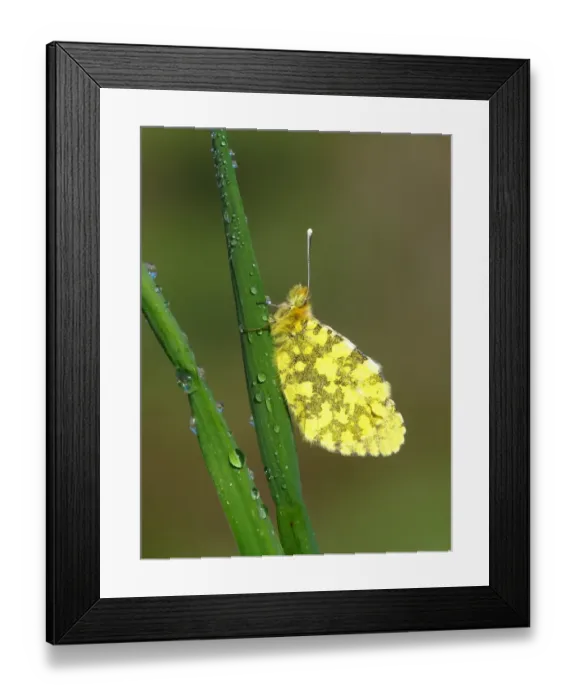 Framed Print : Eastern Orange-tip (Anthocharis damone) adult, underside, resting on grass, Greece, april Framed Print : Eastern Orange-tip (Anthocharis damone) adult, underside, resting on grass, Greece, april