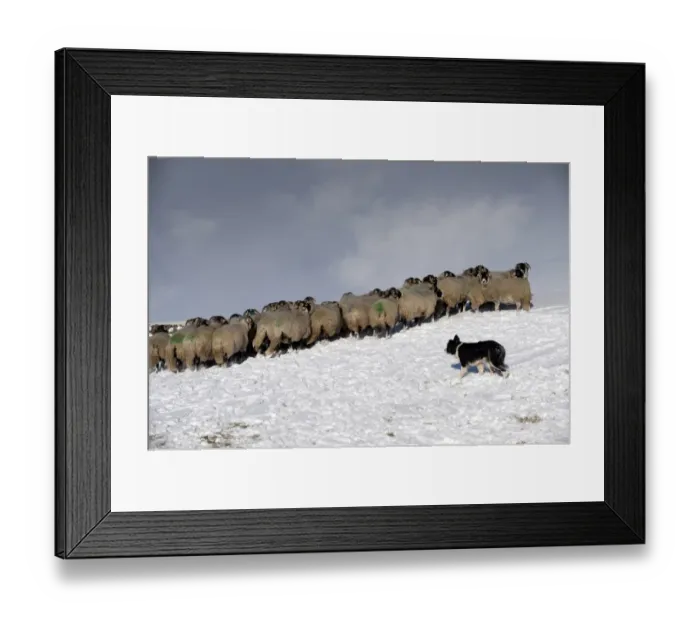Framed Print : Domestic Dog, Border Collie sheepdog, adult, herding Swaledale sheep flock in snow, Cumbria, England, november Framed Print : Domestic Dog, Border Collie sheepdog, adult, herding Swaledale sheep flock in snow, Cumbria, England, november