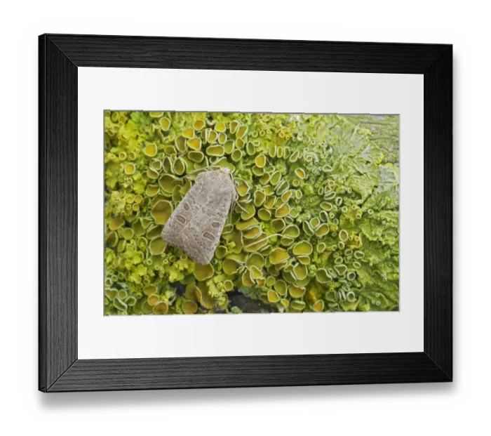 Framed Print : Vines Rustic (Hoplodrina ambigua) adult, resting on lichen, Essex, England Framed Print : Vines Rustic (Hoplodrina ambigua) adult, resting on lichen, Essex, England