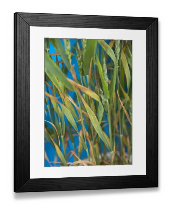 Framed Print : Wheat (Triticum aestivum) phophorus deficiency, close-up of leaves Framed Print : Wheat (Triticum aestivum) phophorus deficiency, close-up of leaves