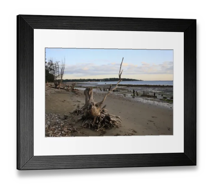 Framed Print : Tree stump on beach with incoming tide at dawn, Bembridge, Isle of Wight, England, june