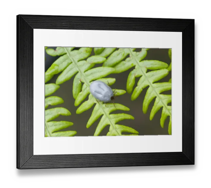 Framed Print : Sheep Tick (Ixodes ricinus) adult female, engorged, resting on fern frond, Ashdown Forest, East Sussex, England Framed Print : Sheep Tick (Ixodes ricinus) adult female, engorged, resting on fern frond, Ashdown Forest, East Sussex, England