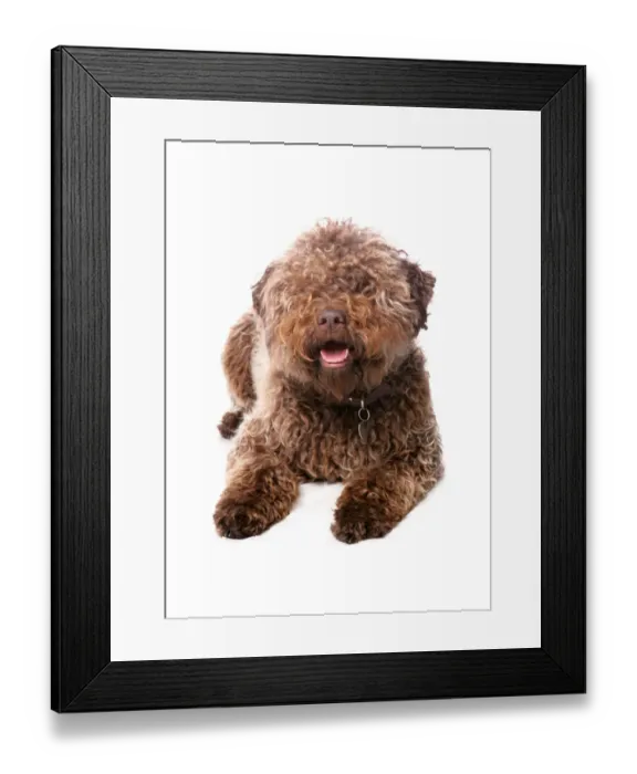 Framed Print : Domestic Dog, Lagotto Romagnolo, adult female, laying, with collar and tag Framed Print : Domestic Dog, Lagotto Romagnolo, adult female, laying, with collar and tag
