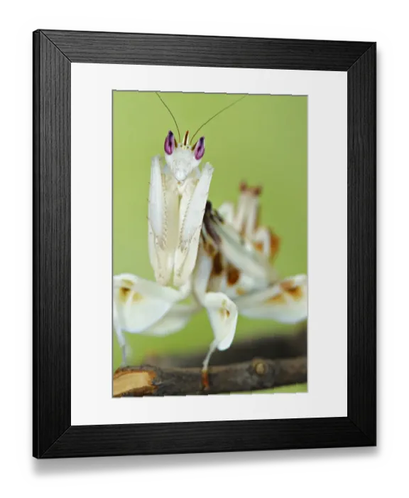 Framed Print : Orchid Mantis (Hymenopus coronatus) adult female, close-up of head and forelegs Framed Print : Orchid Mantis (Hymenopus coronatus) adult female, close-up of head and forelegs