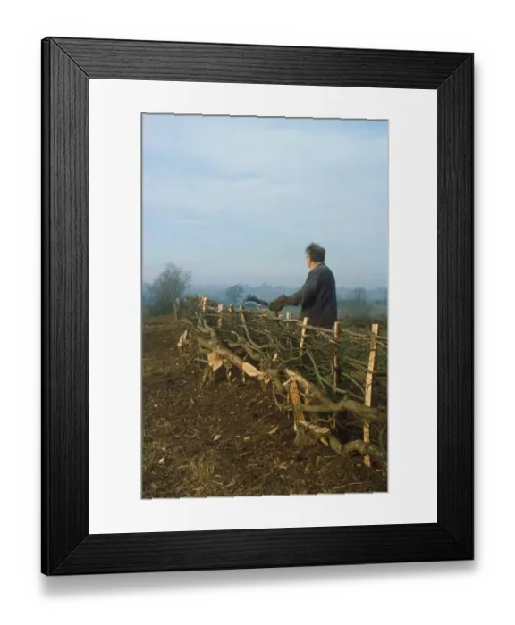 Framed Print : Man hedge laying, England, january