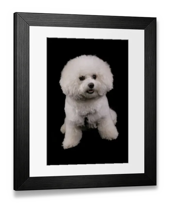 Framed Print : Domestic Dog, Bichon Frise, adult female, sitting Framed Print : Domestic Dog, Bichon Frise, adult female, sitting
